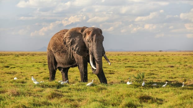 African bush elephant (Loxodonta africana) feeding, eating grass from ground, some flying in air, with white heron birds around his legs.