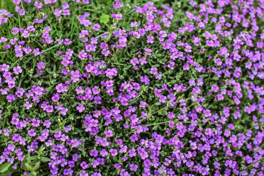 Top view on flowerbed with small lilac flowers. Spring background.