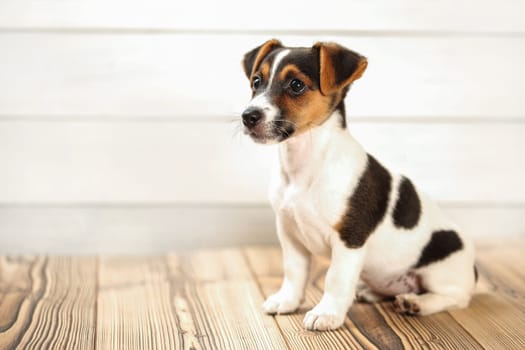 Jack Russell puppy sitting on boards, looking to side, studio shot with light background.