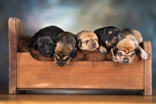 The dogs sleep on a wooden bed
