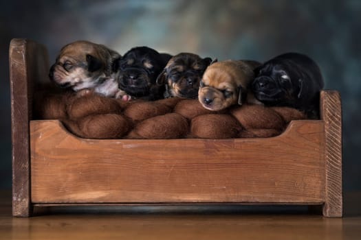 The dogs sleep on a wooden bed