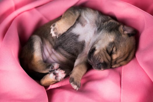 Dog in sleeps on a pink blanket