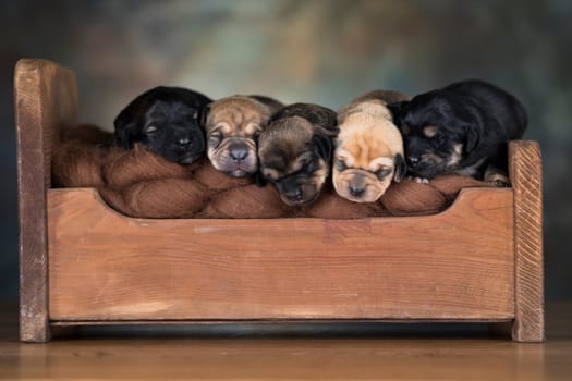 The dogs sleep on a wooden bed