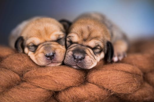 A beautiful little dog sleeps on a blanket