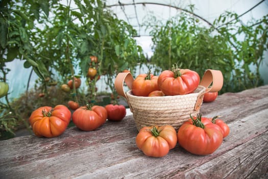 Vegetables, Tomatoes,  on desk in garden