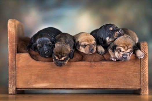 Dogs sleep on a small wooden bed