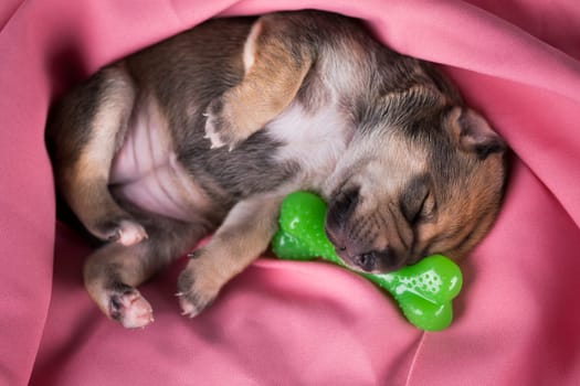 Dog sleeps with a rubber bone on a pink blanket