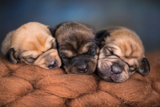 A beautiful little dog sleeps on a blanket