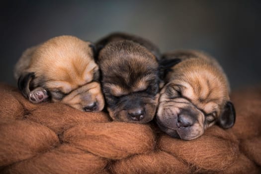 Little cute puppies are sleeping on a blanket