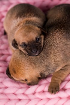 Pet, dog puppy, sleeps on a blanket