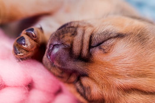 Little cute puppies are sleeping on a blanket