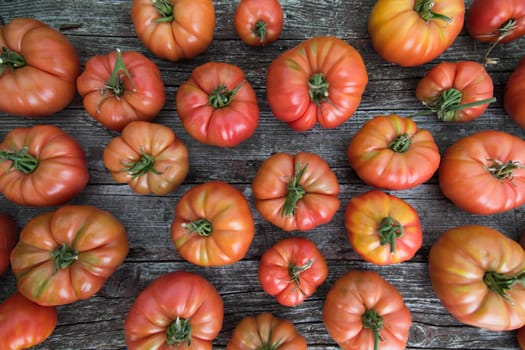Red Tomatoes in a Greenhouse, organic food
