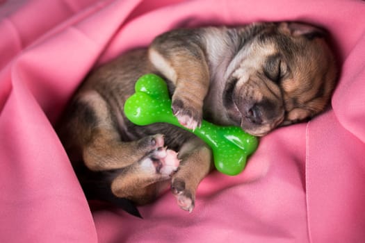 A little dog sleeps with a rubber bone on a pink blanket