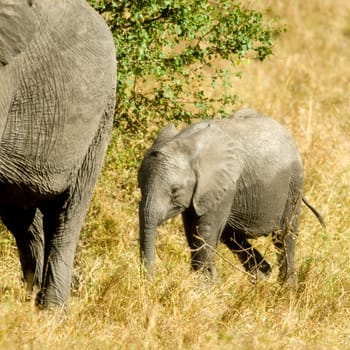 Elephant