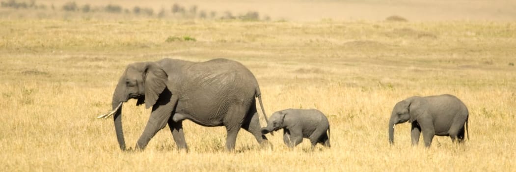 Elephant