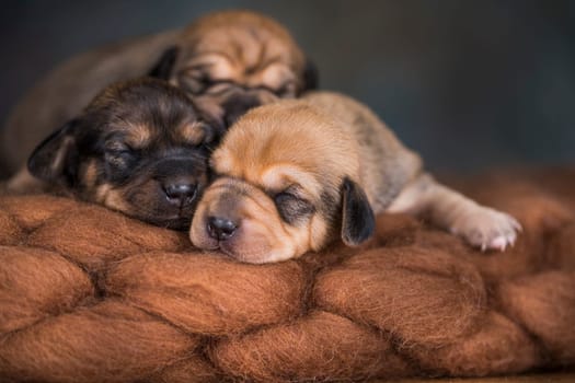 A beautiful little dog sleeps on a blanket