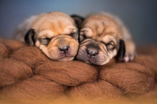 A beautiful little dog sleeps on a blanket