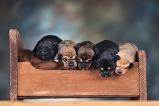 The dogs sleep on a wooden bed
