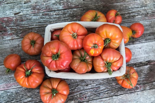 Tomatoes vegetable garden, organic products