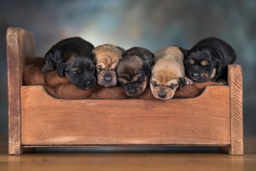 The dogs sleep on a wooden bed