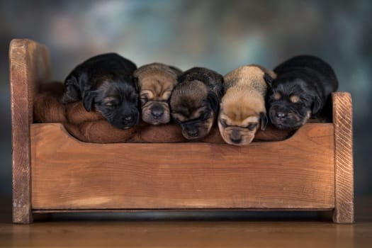 The dogs sleep on a wooden bed