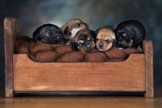 The dogs sleep on a wooden bed