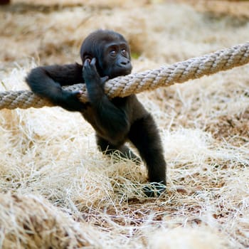 Young Silverback Gorilla