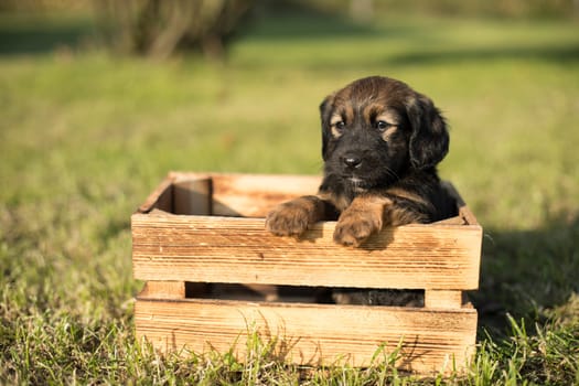 A happy puppy dog a wooden crate on the grass