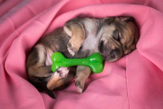 Dog sleeps with a rubber bone on a pink blanket
