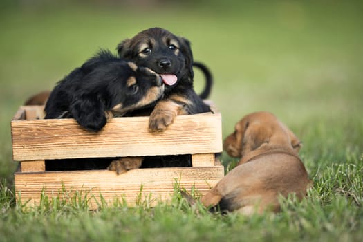 Two dog in a wooden crate on the grass