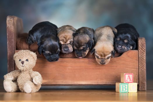 Dogs sleep on a small wooden bed