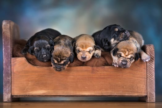 The dogs sleep on a wooden bed