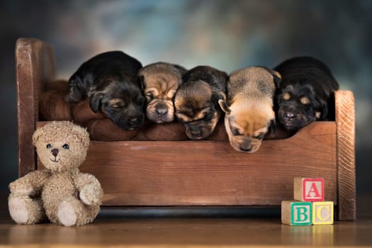 The dogs sleep on a wooden bed