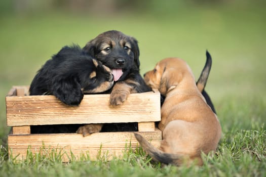 Two dog in a wooden crate on the grass