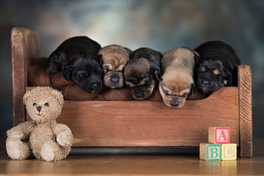 The dogs sleep on a wooden bed