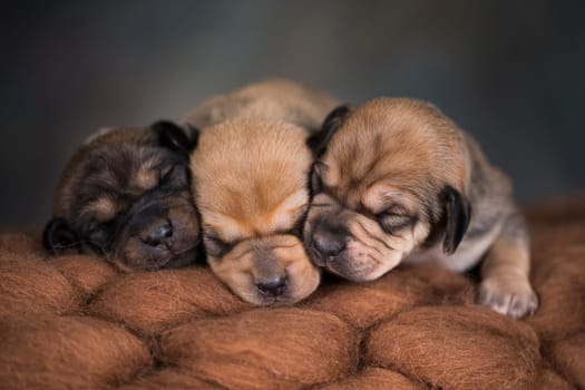 Little cute puppies are sleeping on a blanket