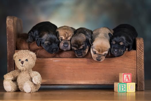 The dogs sleep on a wooden bed