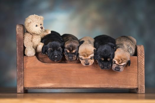 Dogs sleep on a small wooden bed