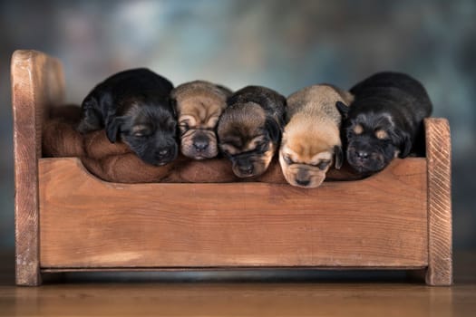 The dogs sleep on a wooden bed