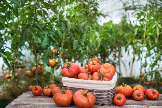 Organic food, Free red vegetables of tomato