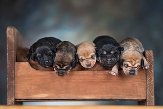 Little puppies sleeping in bed