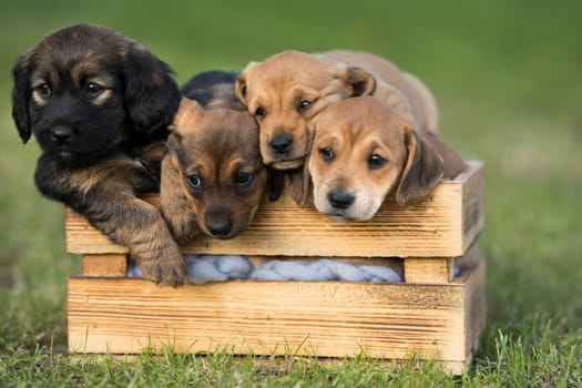 A group of cute puppies in a wooden crate on the grass