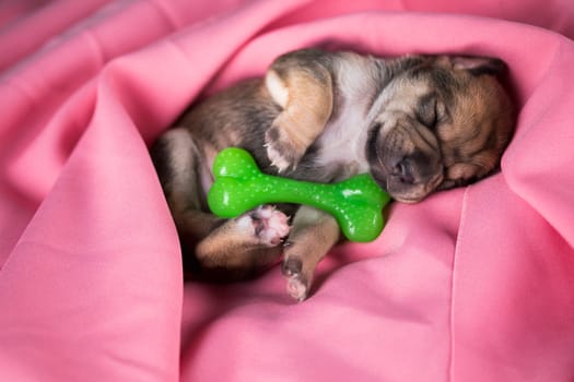 Dog sleeps with a rubber bone on a pink blanket