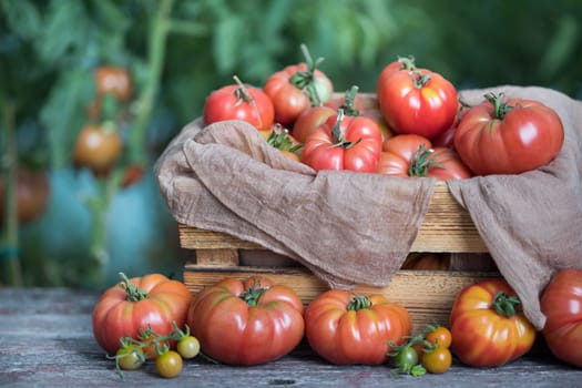 Vegetables, Tomatoes,  on desk in garden