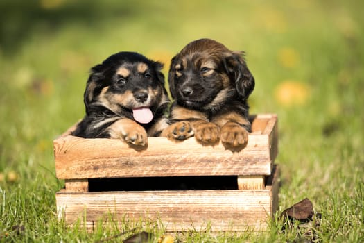 Cute little two dogs in a wooden crate on the grass
