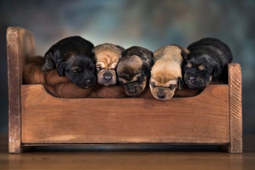 Dogs sleep on a small wooden bed