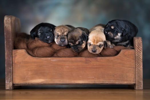 Dogs sleep on a small wooden bed