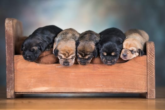 The dogs sleep on a wooden bed