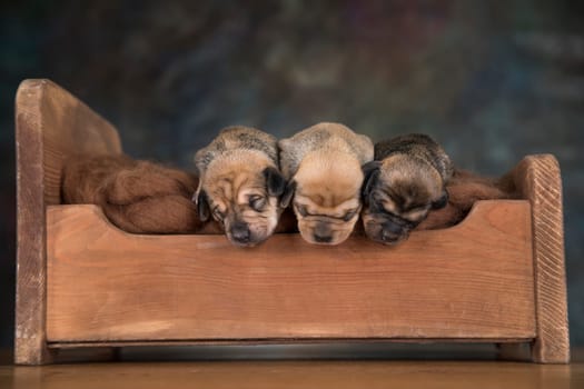 The dogs sleep on a wooden bed