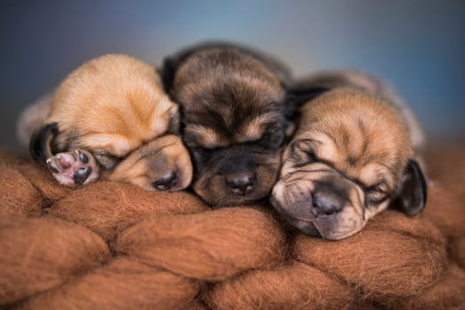A beautiful little dog sleeps on a blanket